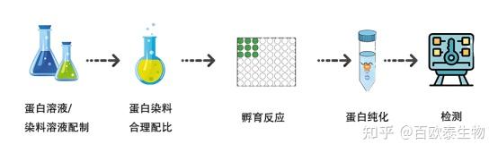 【百欧泰生物】带你了解荧光标记技术 - 知乎