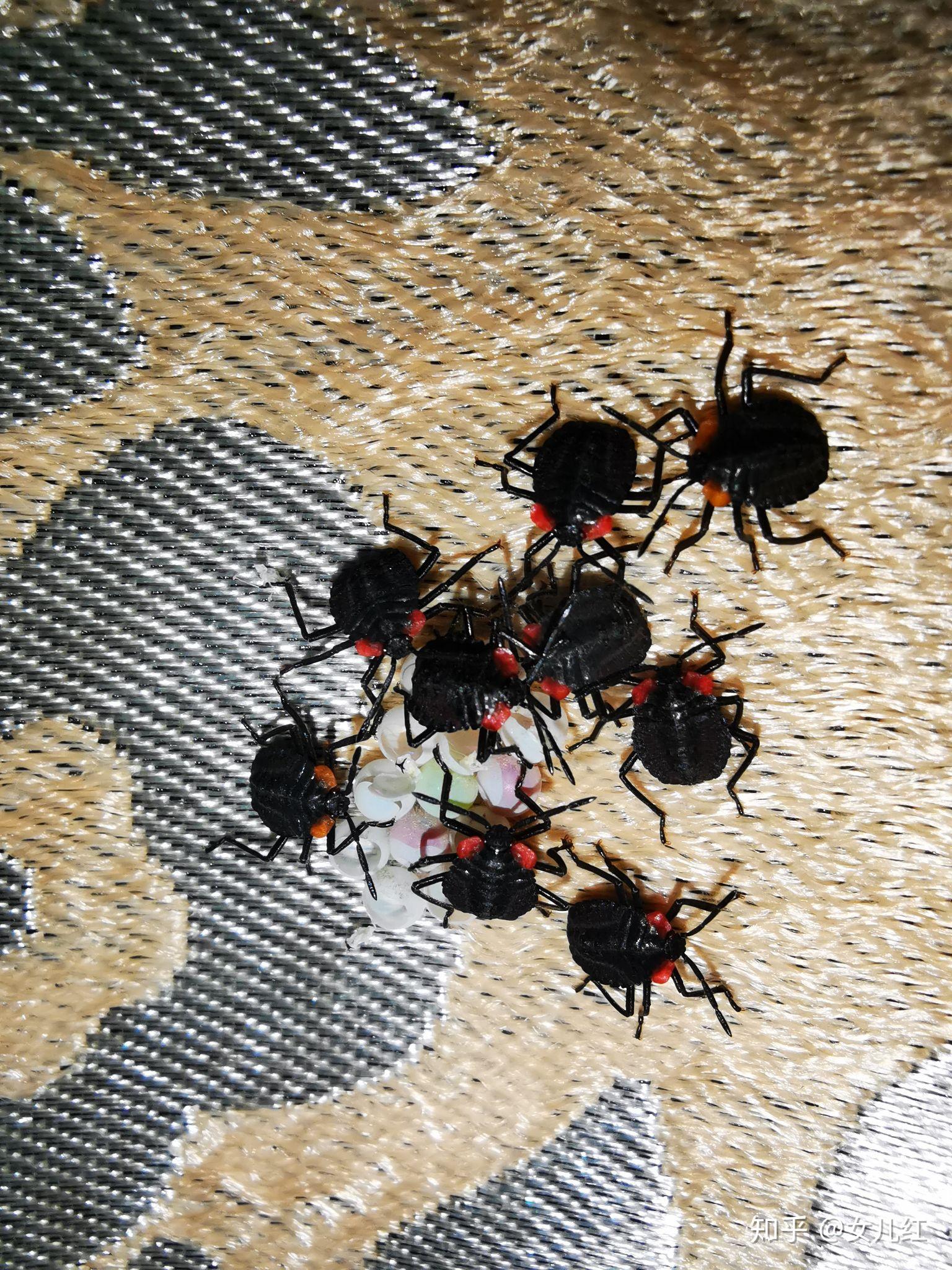 家住深圳衣服上经常有荔枝蝽的卵而且经常一不小心幼虫就敷出来了怎么