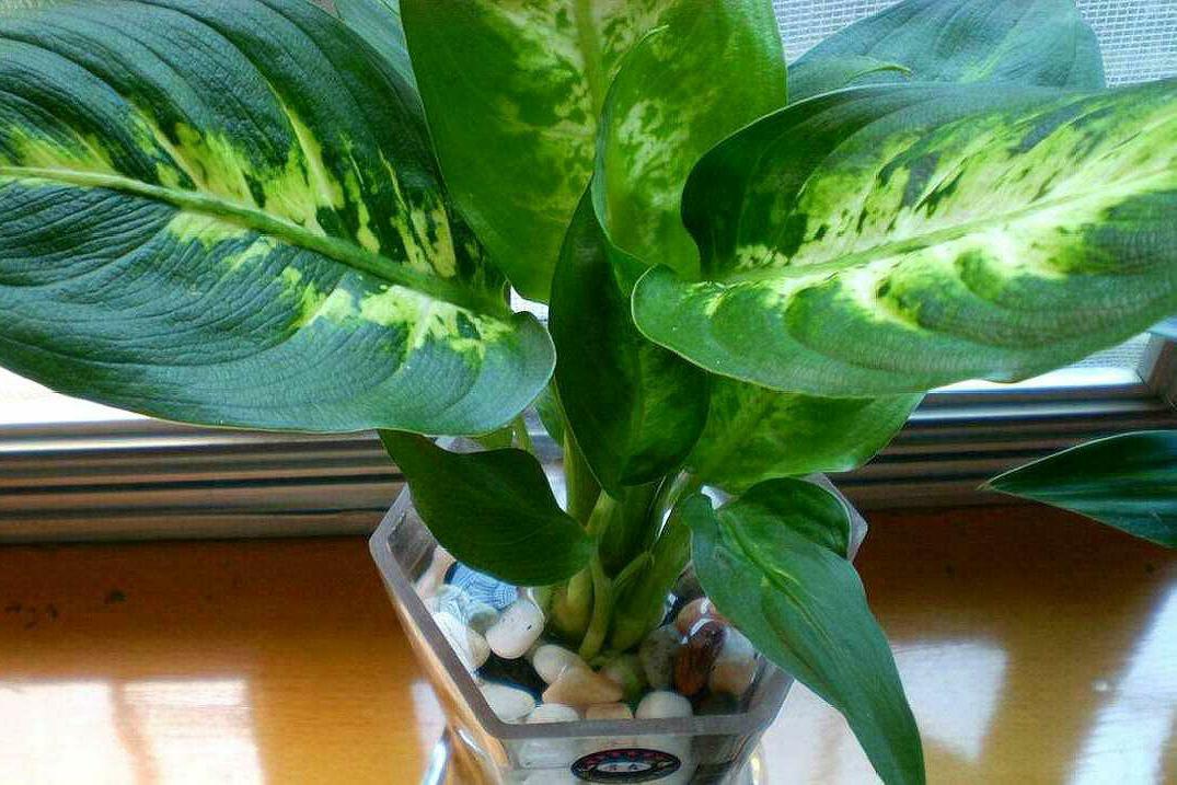植物非试管高效快繁——花叶万年青- 知乎