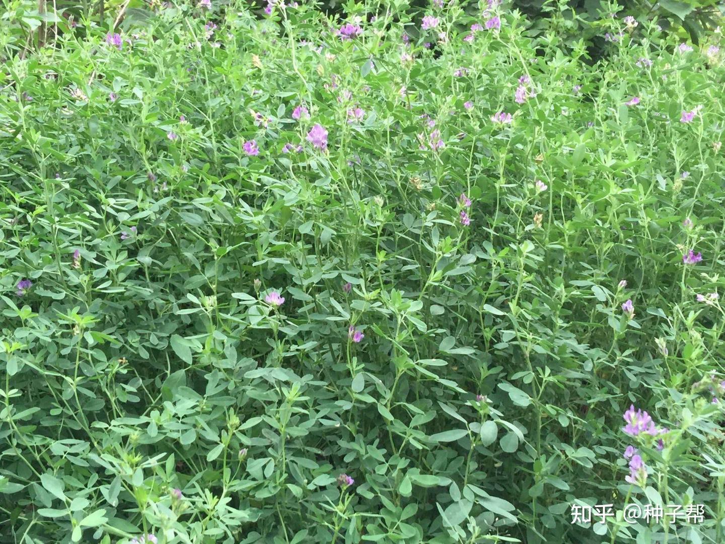 10亩荒田,开荒种草能养殖多少只山羊?养羊该种什么草合适? - 知乎