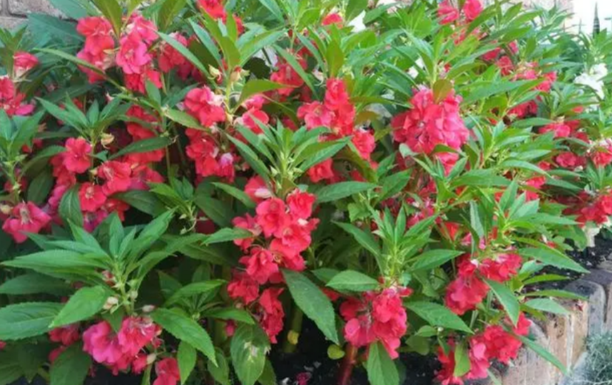 蛇最怕什么植物?