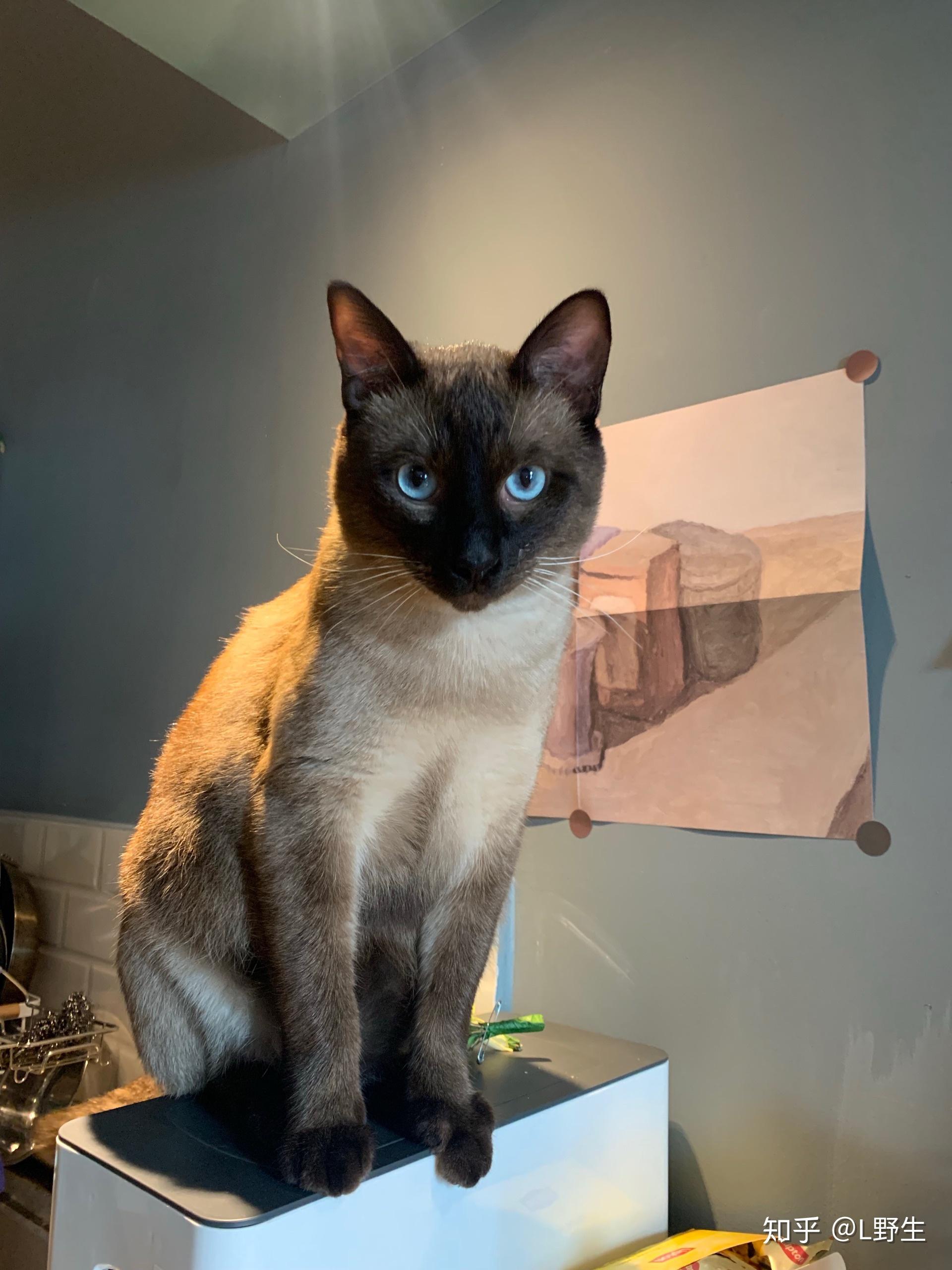 请问有胖暹罗嘛