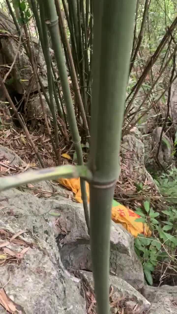 文玩玉竹之实心竹毛料 - 知乎