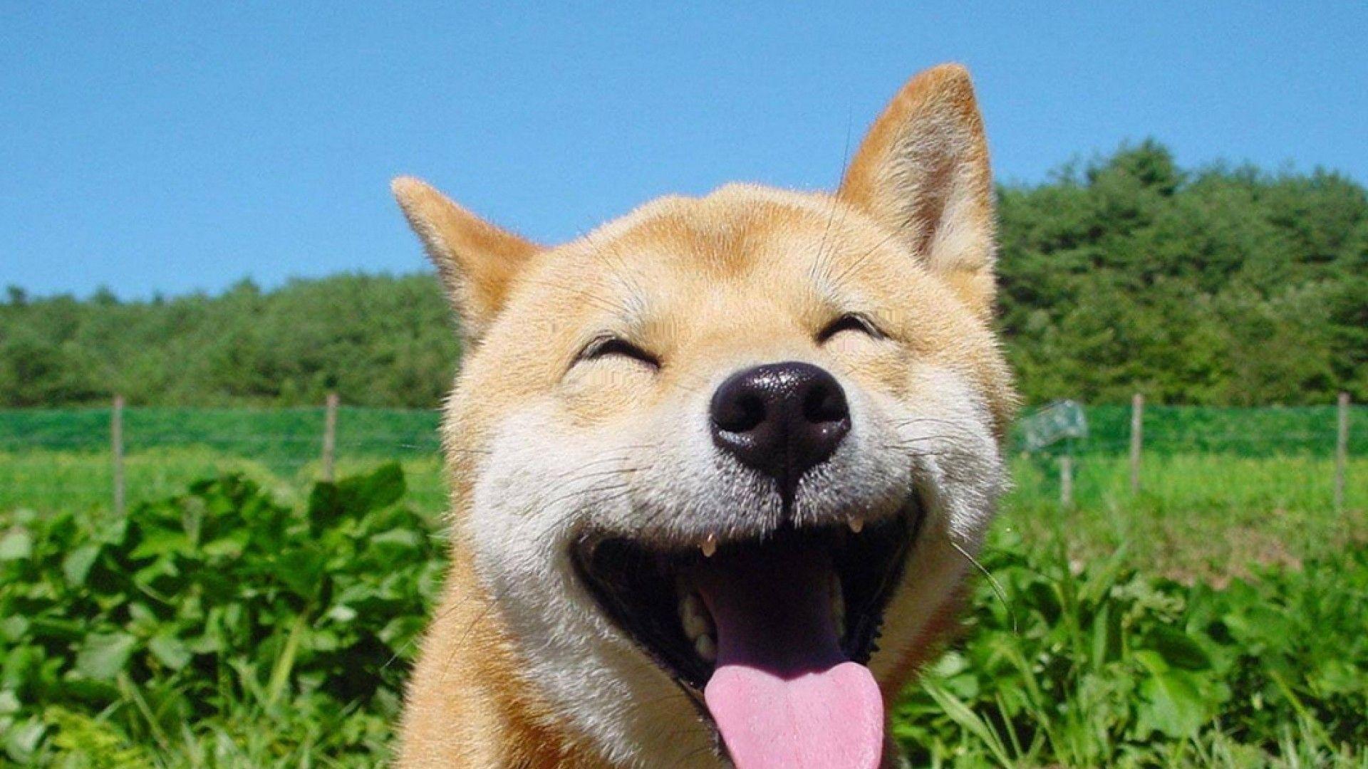 有没有一些柴犬或二哈超可爱的壁纸或头像? - 知乎