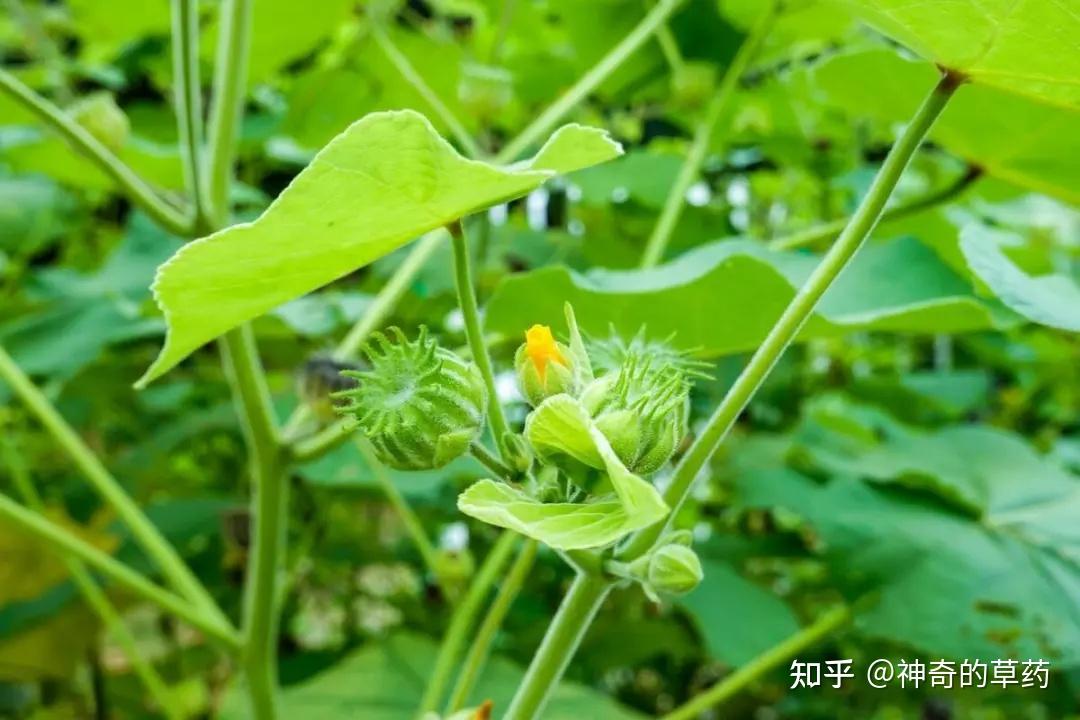 21种常见草本药用植物，可都是好宝贝，长什么样？有啥药用价值？记得收藏 - 知乎