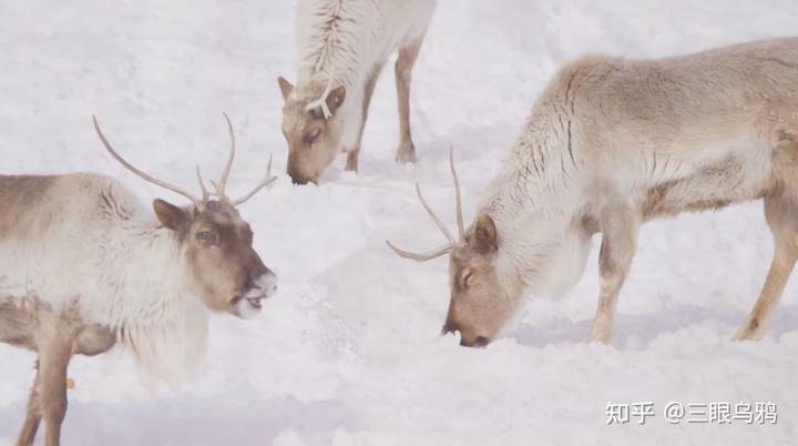 如果将 20 只狼和 500 只鹿放进同一孤岛，最后谁能活下来？