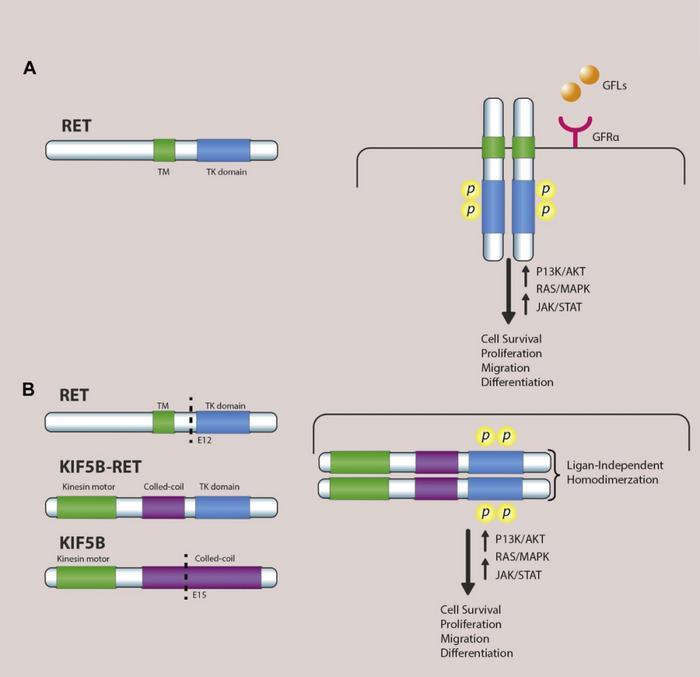 RET基因融合阳性NSCLC的治疗及目前靶向治疗药物的临床应用 - 知乎