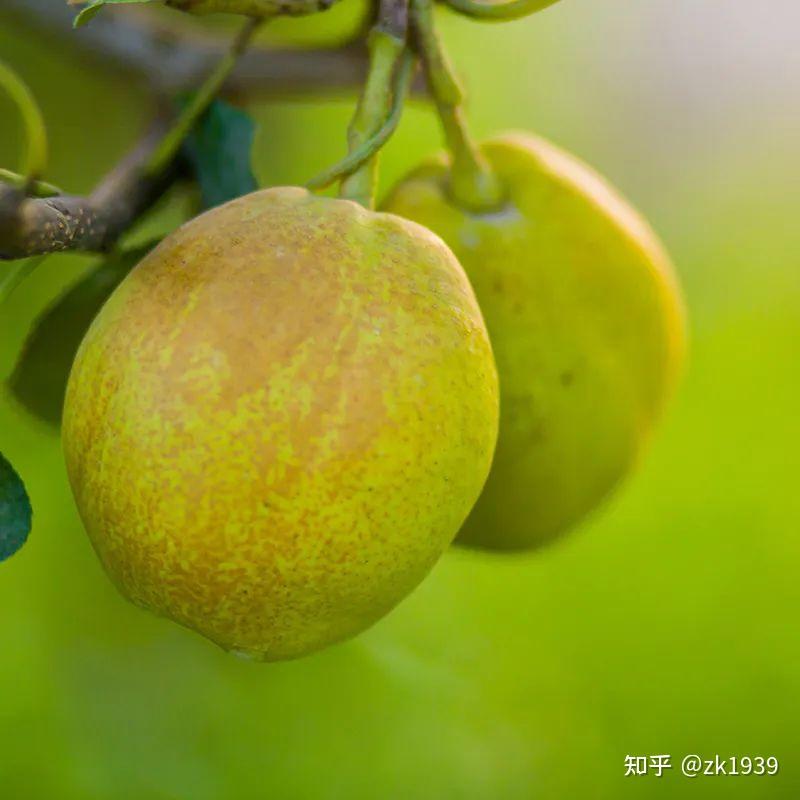 秋冬季节最适宜吃的“百果之宗”——库尔勒香梨 - 知乎