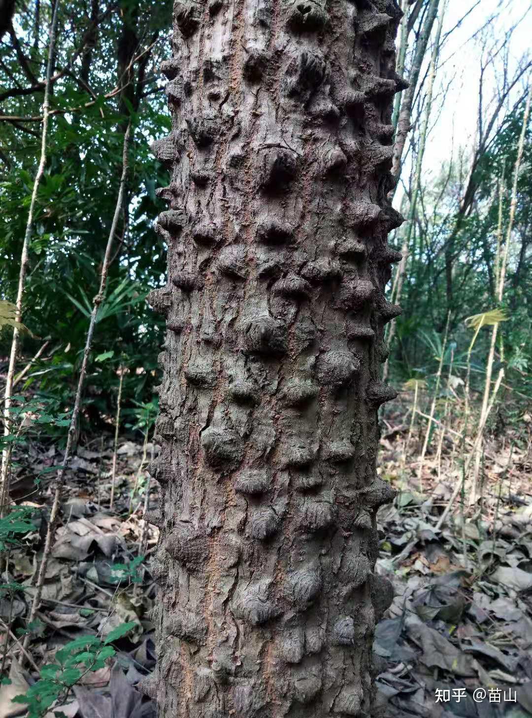 有哪些树可以通过树皮认出来？ - 知乎