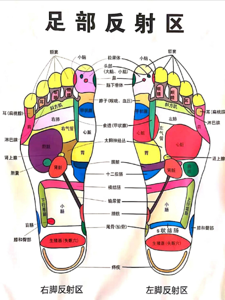 足部反射区调理知识分享