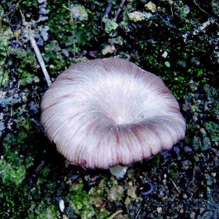【真菌界全系列-27】伞菌目—粉褶菌科 - 知乎