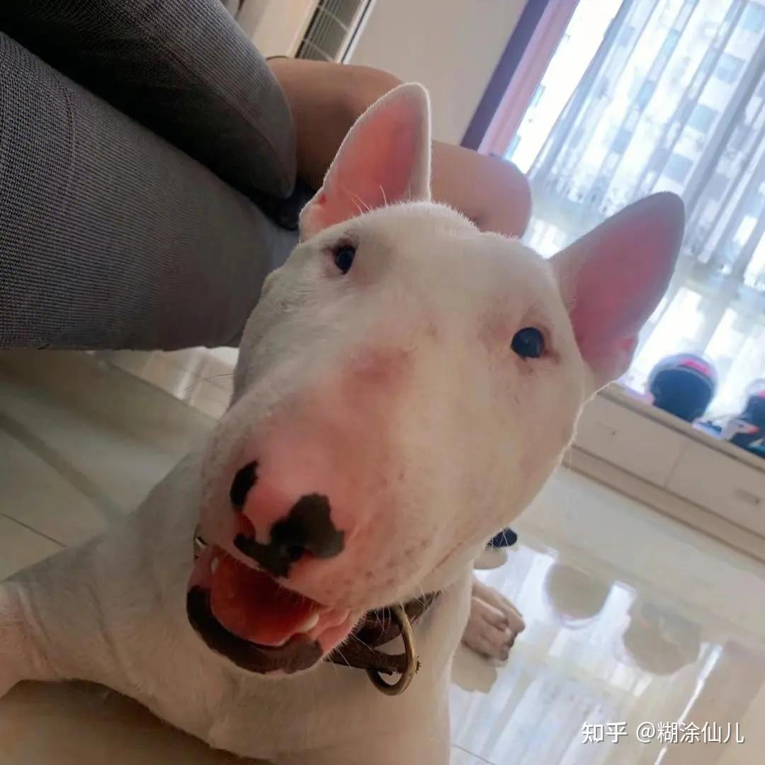 为什么所有狗里面土狗最丑,但是最难死?难道长得丑活得久?