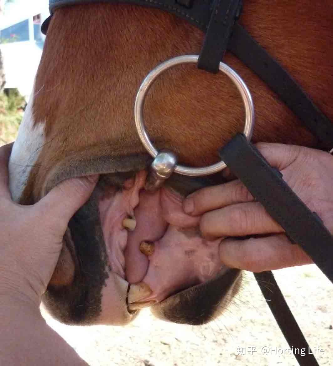 骑马时怎么控制马前进的方向?