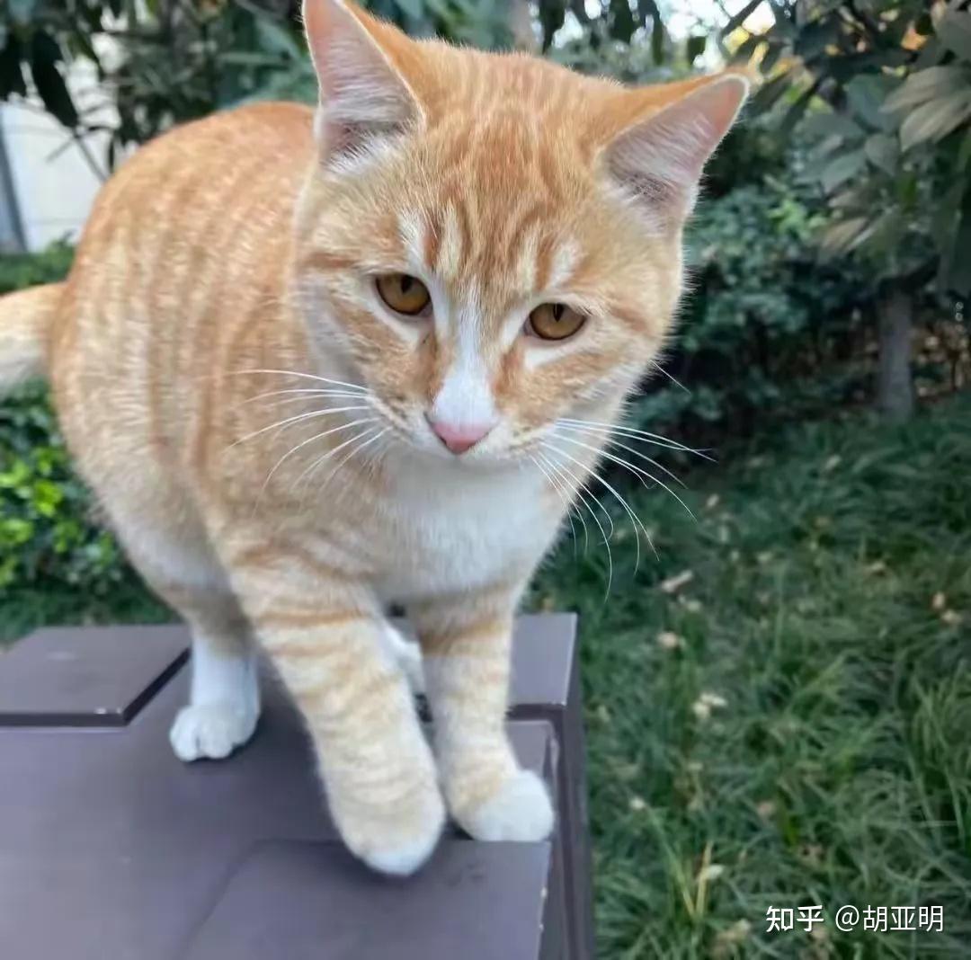 爸爸,你说猫条能够度过这个冬天吗? - 知乎