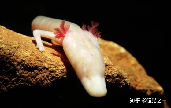 洞螈：7年不动、10年不食，还能百年不死？号称最接近龙的生物 - 知乎