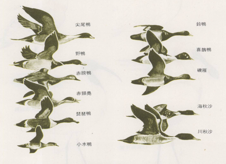 闽南语的鸟类称呼·雁形目篇 - 知乎