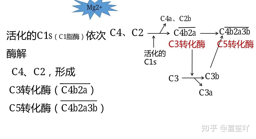 免疫~复习四 补体 - 知乎