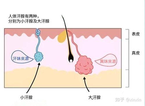 夏天流汗身體腋下出汗就有異味如何較好的解決學生黨