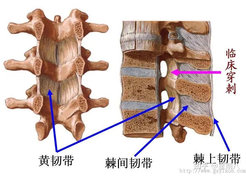 颈椎与颈椎病(上篇-颈椎的骨性解剖) - 知乎