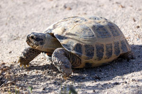 俄罗斯陆龟如何喂养请掌握五个关键点