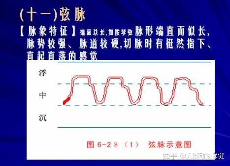 「大梆小课堂」脉象分类与主病(三)——虚脉&实脉篇 - 知乎