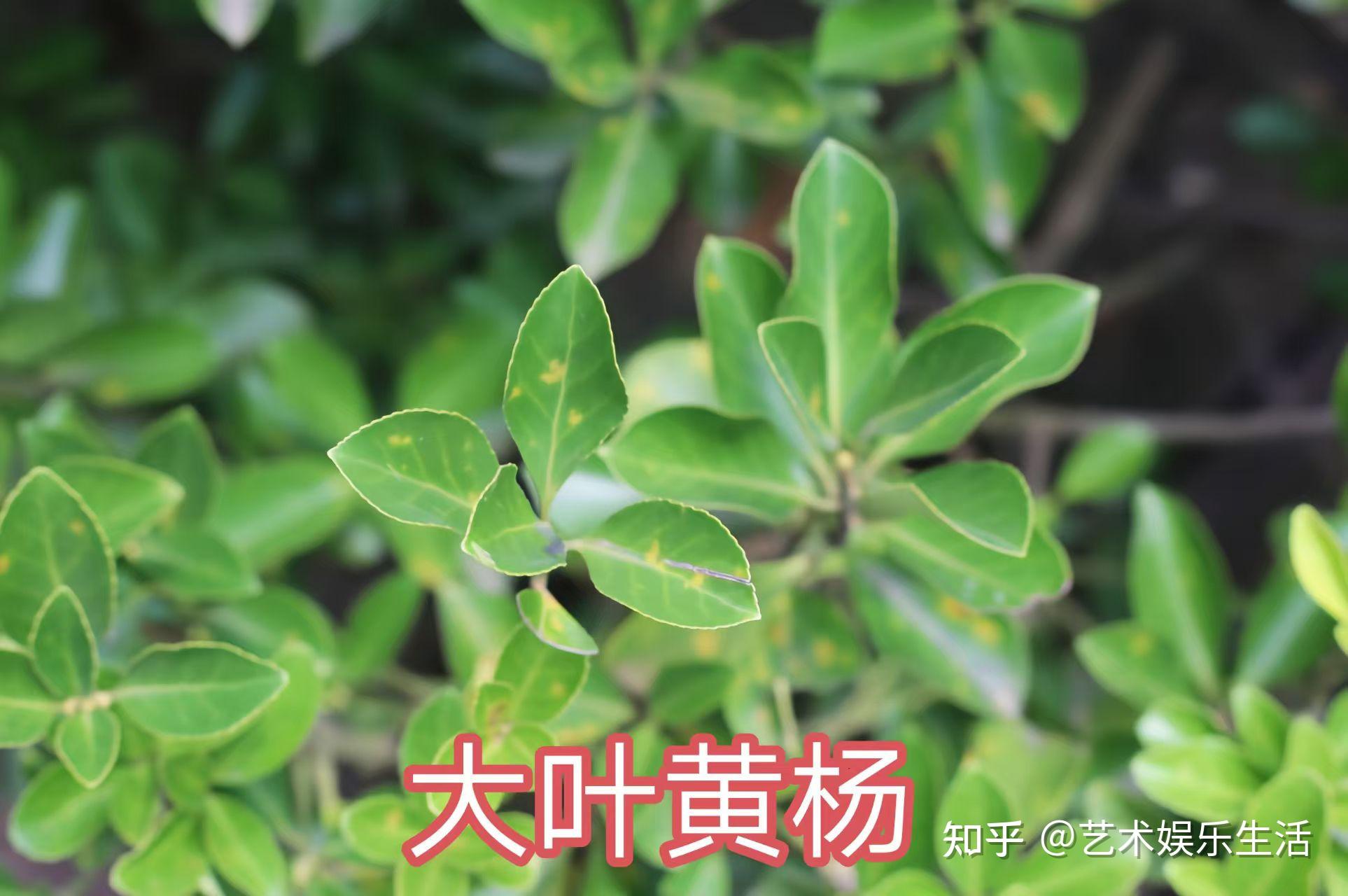常见的常绿灌木有哪些 - 知乎