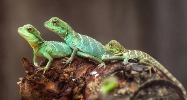 怎样发表学术论文:ASIAN HERPETOLOGICAL RESEARCH - 知乎