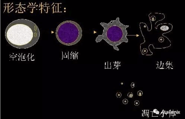 凋亡:细胞最好的消失方式,没有之一 - 知乎