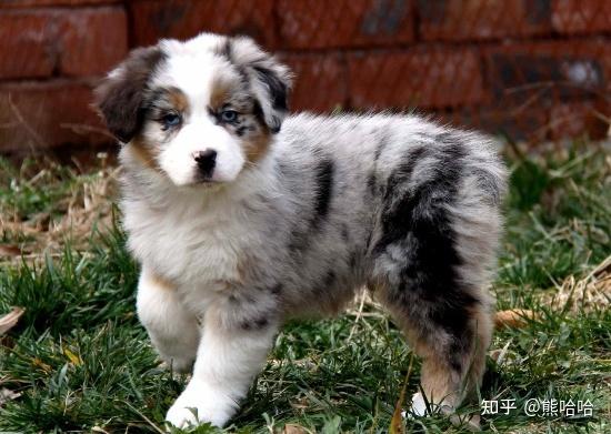 世界十大最厉害的牧羊犬 - 知乎