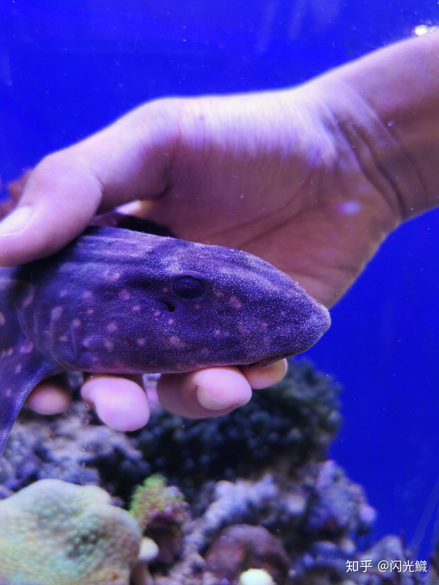 鲨鱼摸起来是什么感觉