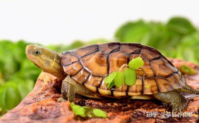 乌龟之间会互咬,为什么?就是这些因素导致的,你也有责任 - 知乎