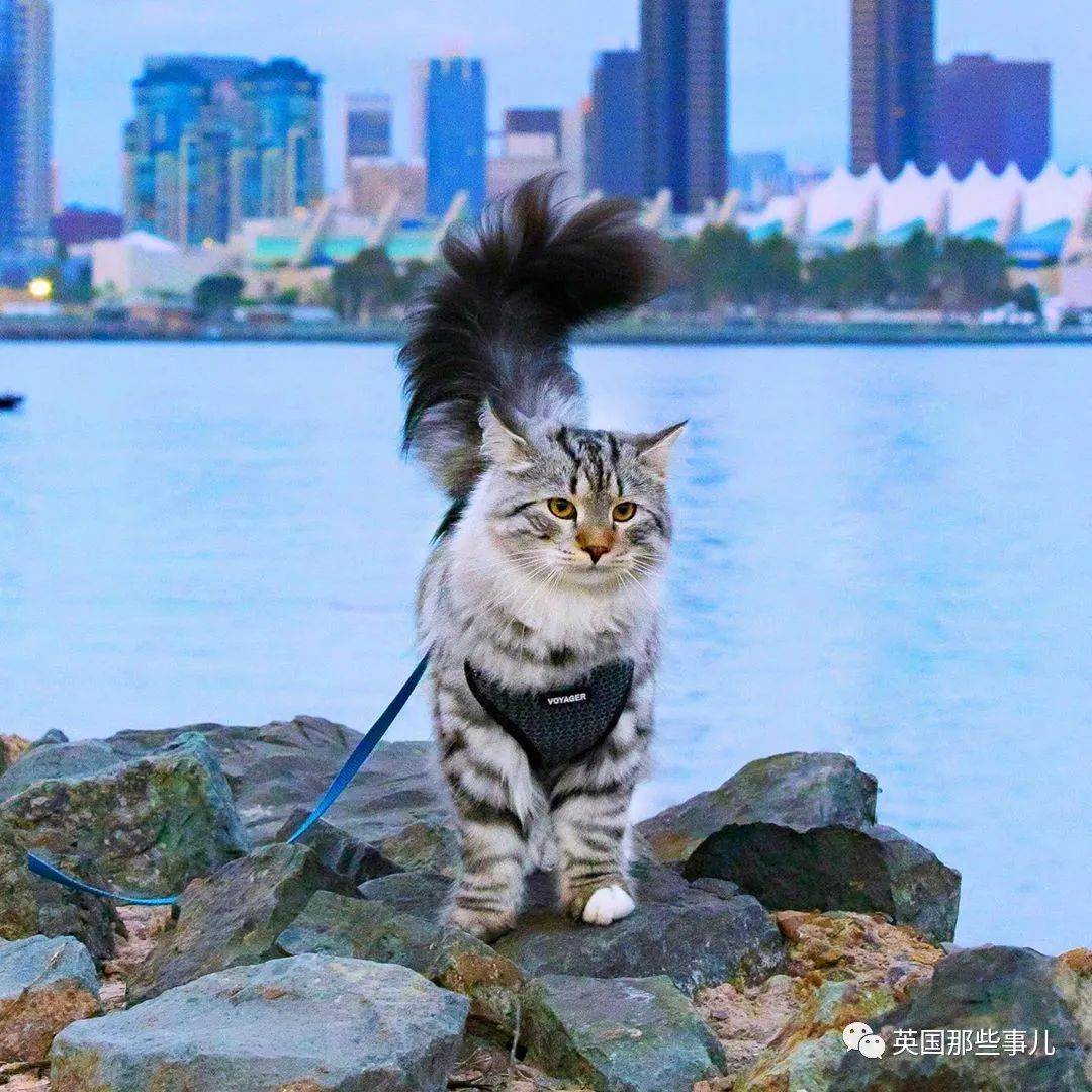 尾巴像松鼠的猫图片