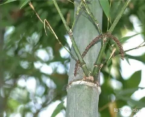 竹类植物识别图鉴(超全),值得珍藏! - 知乎