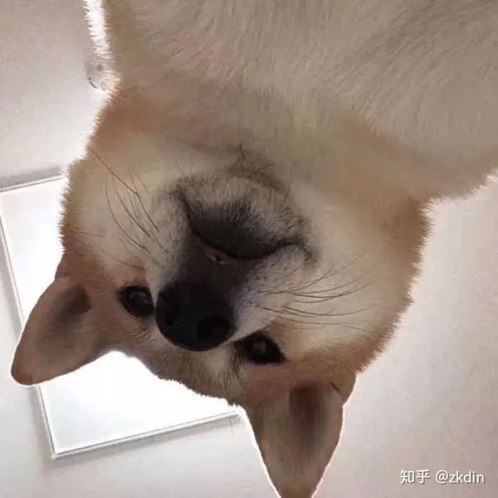 有哪些适合当头像的帅气狗子照片