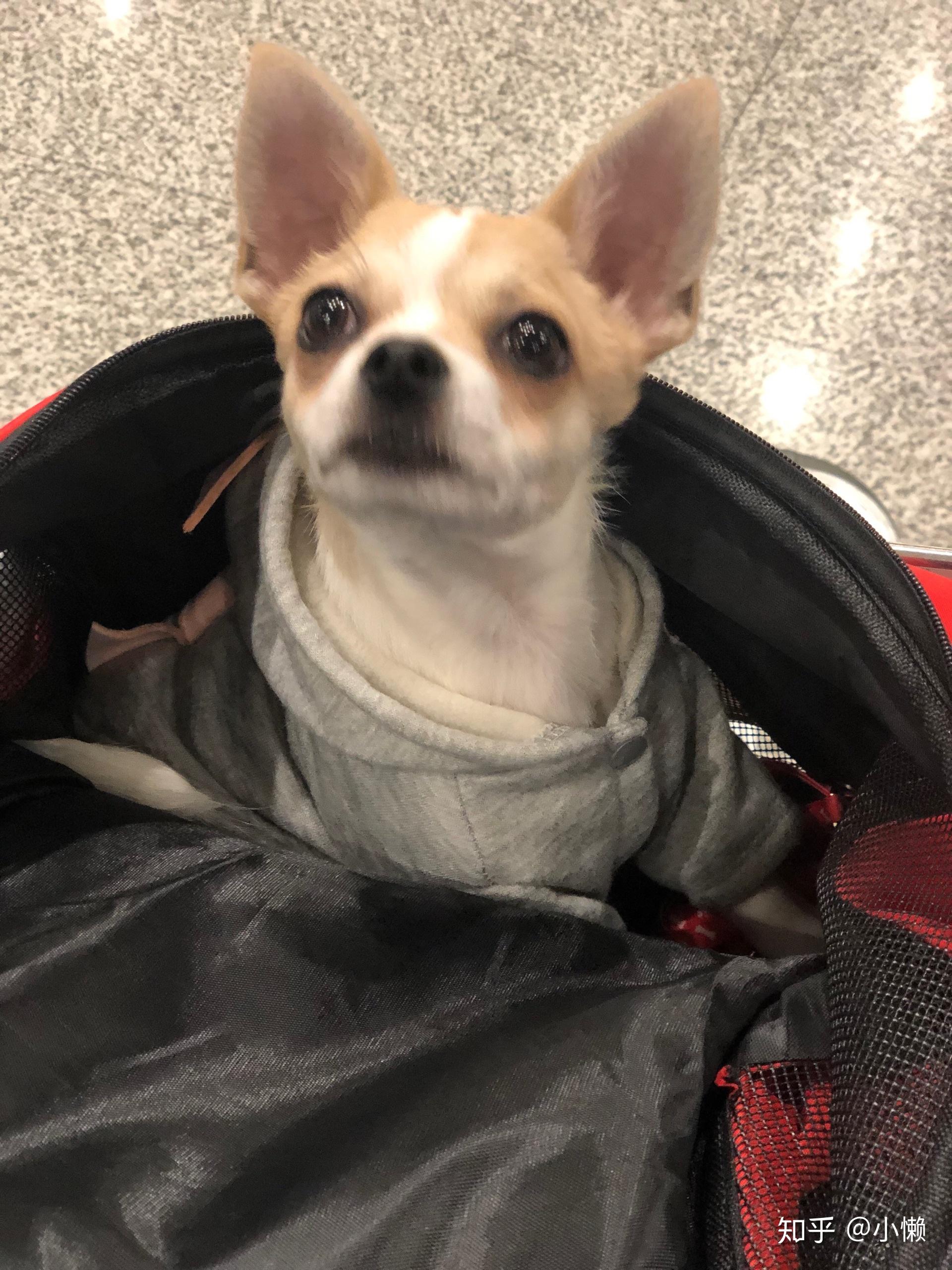 土狗 吉娃娃长什么样子? - 知乎