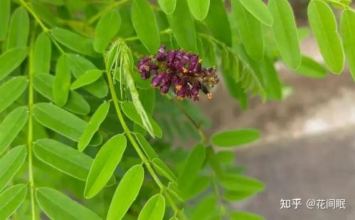 紫穗槐种植与利用全攻略 - 知乎