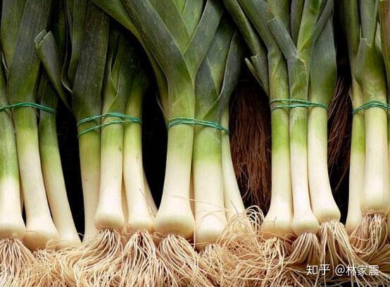 威尔士民族象征的韭葱leek到底是个什么东东