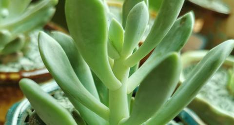 菟丝花的花菟丝花知乎:有没有徒得特别喜感的多肉赞同了文章2022-04