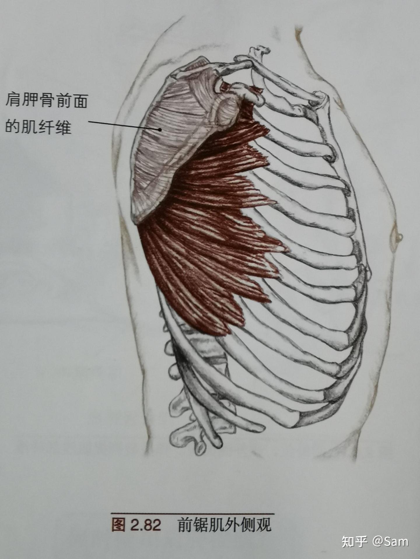 肩关节周围的骨骼肌肉 - 知乎