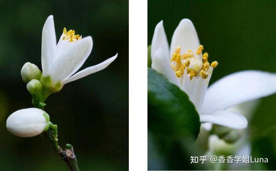 有哪些橙花类型的香水推荐? - 知乎