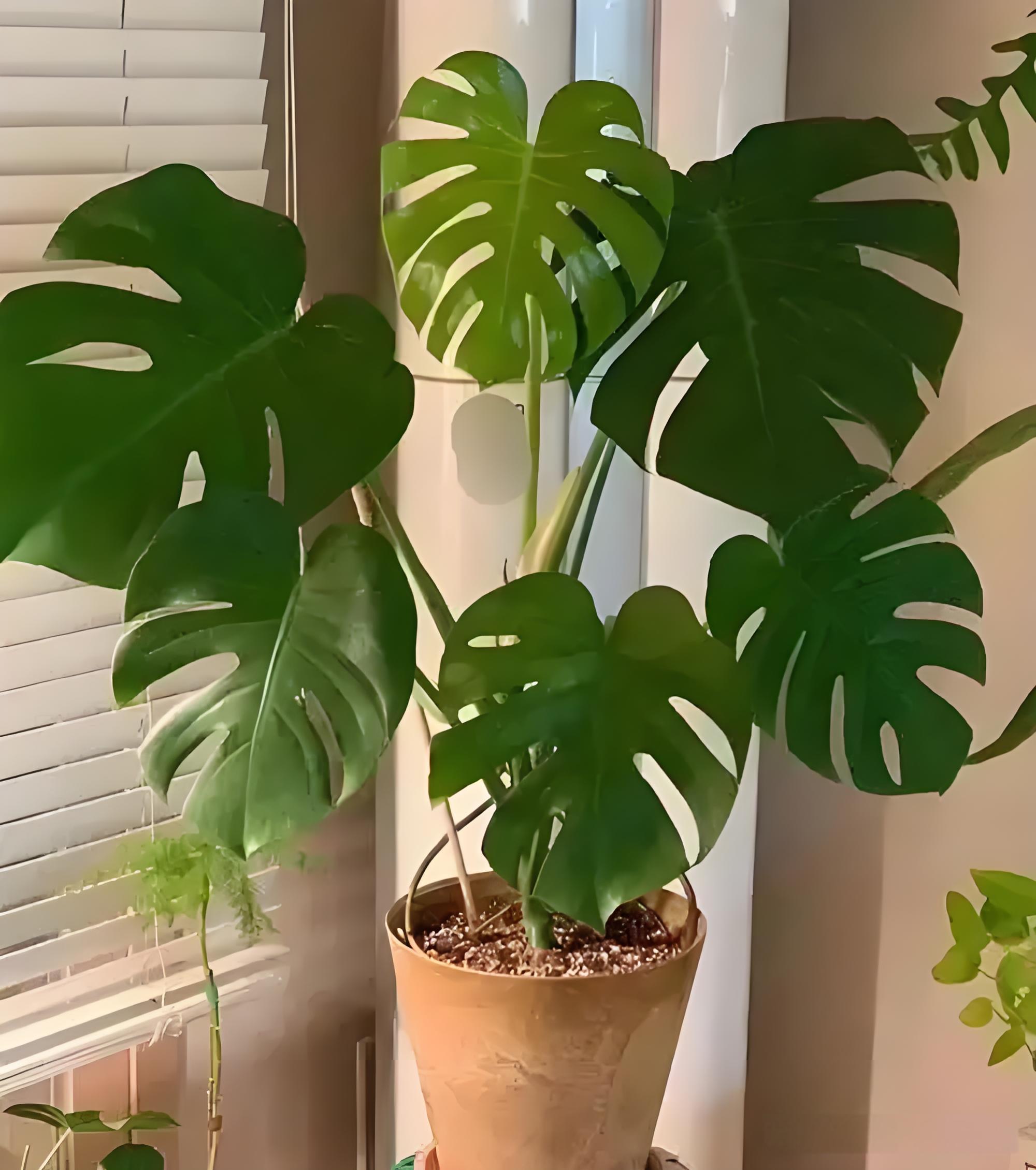 乐竞手机网页版聚光灯下的星辉：哈登、克莱等NBA巨星齐聚前老板派对