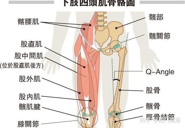 人体大腿根的结构图图片