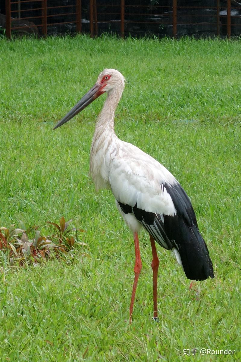中国神话传说中的动物中有没有红爪,白色长羽脖子纤细长的鸟? - 知乎