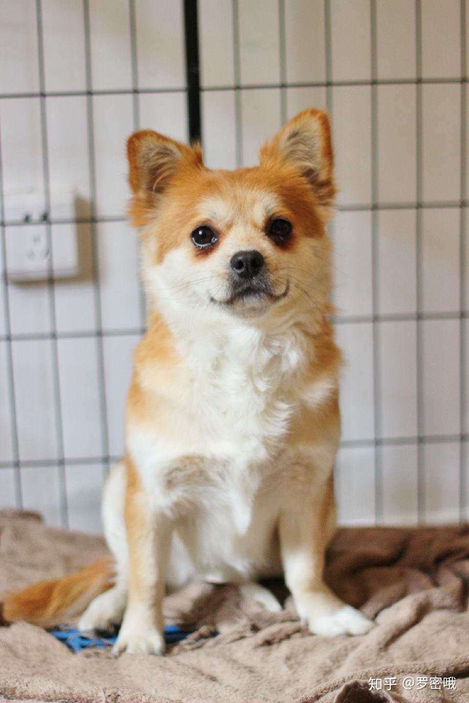 串串狗好养活吗