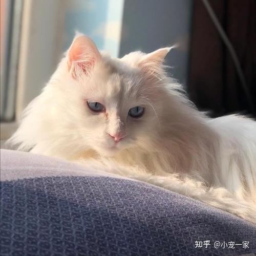 “狮子猫”这么完美,为什么这么少人养,弃养率还很高?