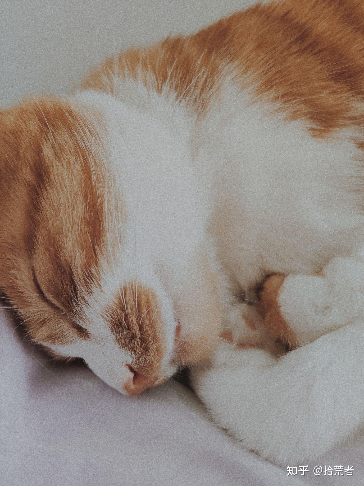 猫咪睡觉的样子图片图片