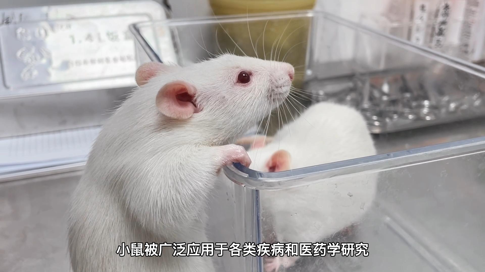 实验室用小鼠,「mouse」和「rat」一般情况下有什么区别? - 知乎