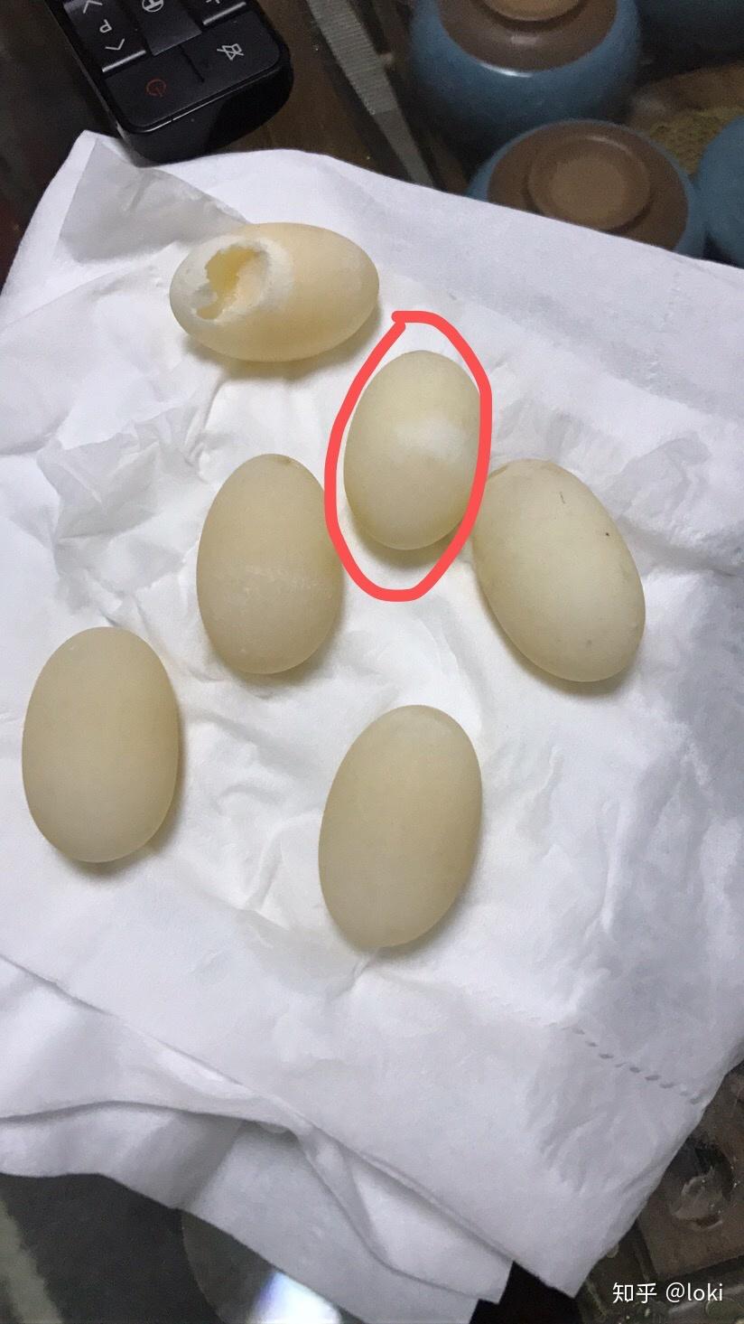 我家的乌龟下蛋了,哪位大佬能够告诉我图中的蛋受精了吗? - 知乎