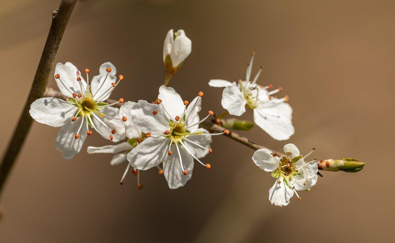 2. 梨花炮价格表