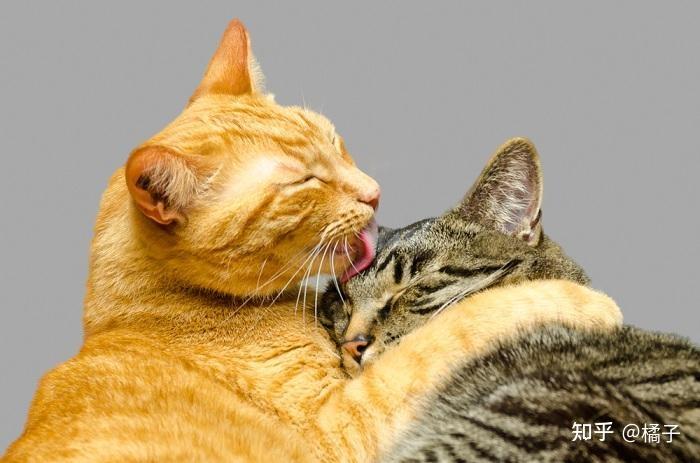 猫发情放任不管行吗? - 知乎